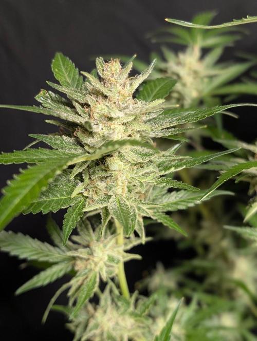 Chemical Candy Auto x3. Week 11