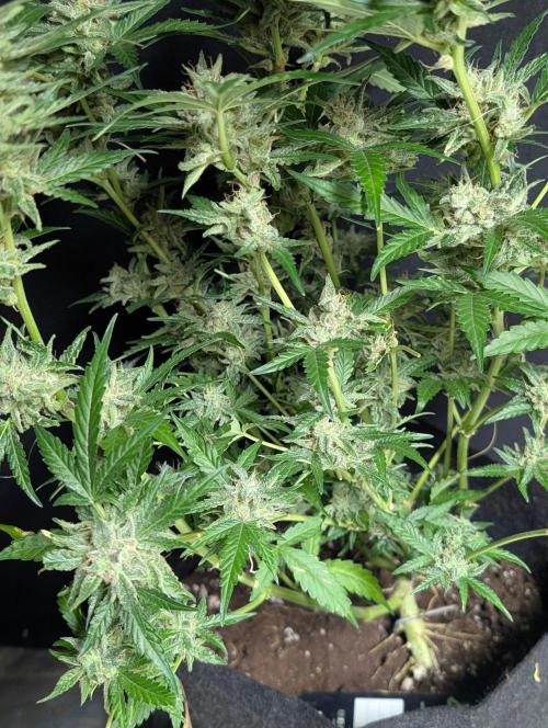 Chemical Candy Auto x3. Week 11