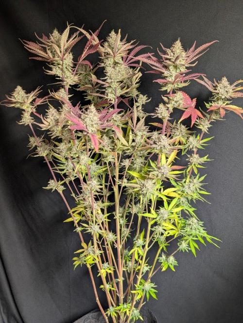 Chemical Candy Auto x3. Week 11