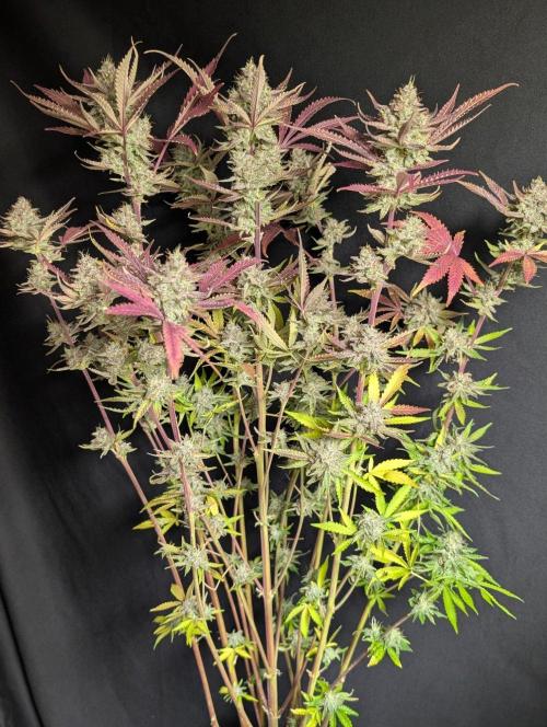 Chemical Candy Auto x3. Week 11