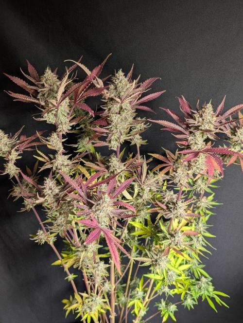 Chemical Candy Auto x3. Week 11