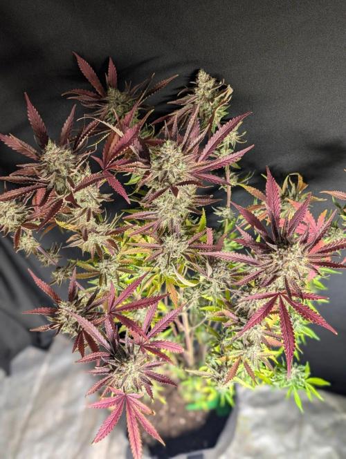Chemical Candy Auto x3. Week 11