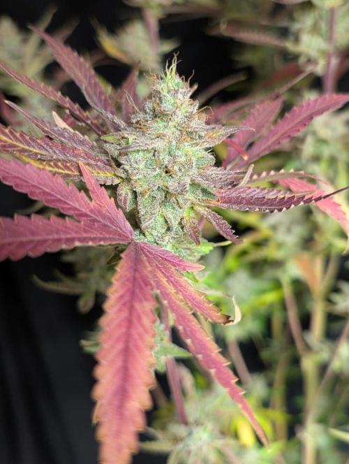 Chemical Candy Auto x3. Week 11