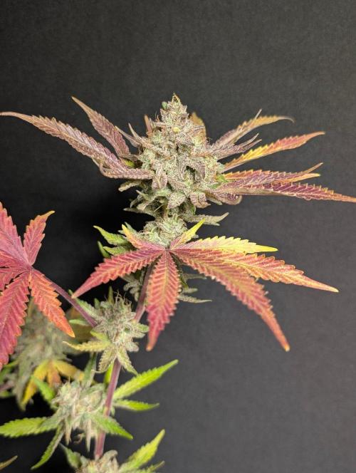 Chemical Candy Auto x3. Week 11