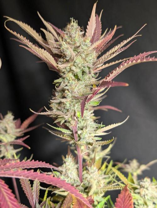 Chemical Candy Auto x3. Week 11