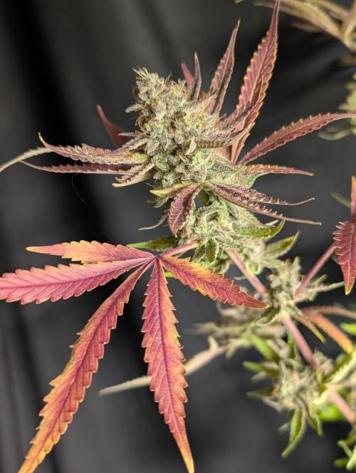 Chemical Candy Auto x3. Week 11