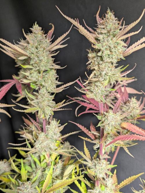 Chemical Candy Auto x3. Week 11