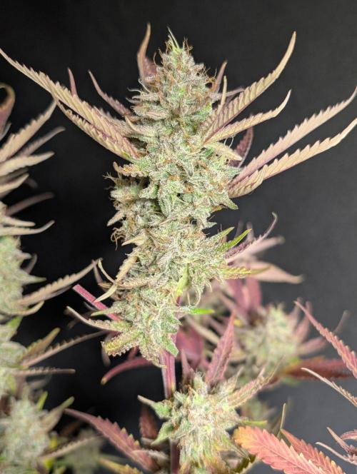 Chemical Candy Auto x3. Week 11