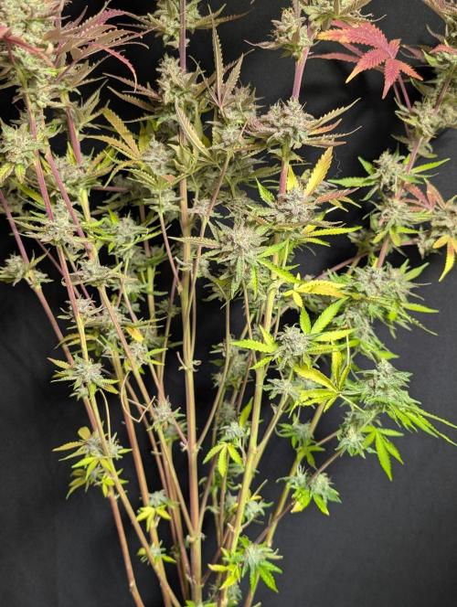Chemical Candy Auto x3. Week 11