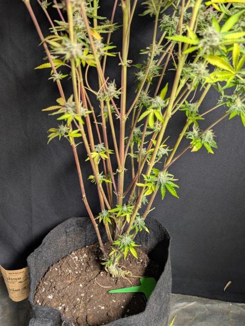 Chemical Candy Auto x3. Week 11