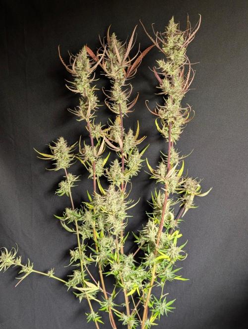 Chemical Candy Auto x3. Week 11