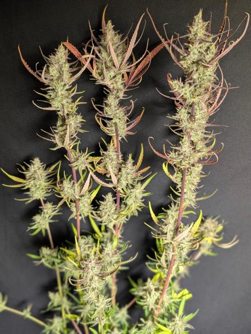 Chemical Candy Auto x3. Week 11