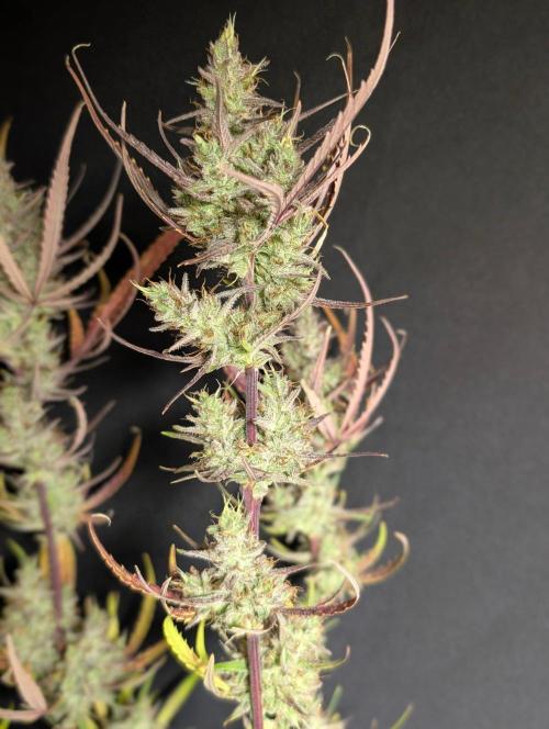 Chemical Candy Auto x3. Week 11