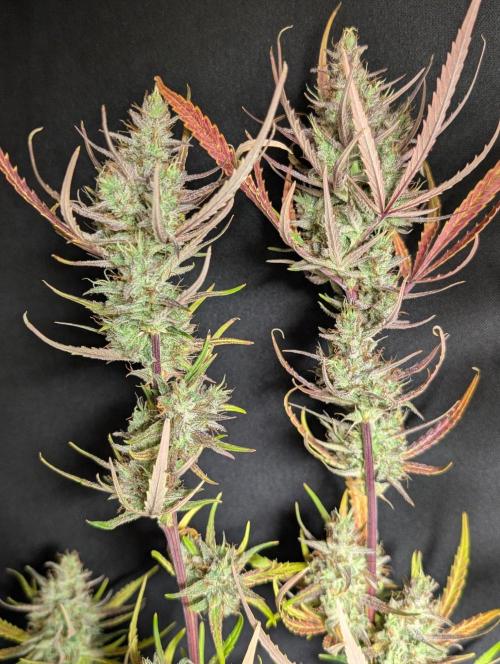 Chemical Candy Auto x3. Week 11