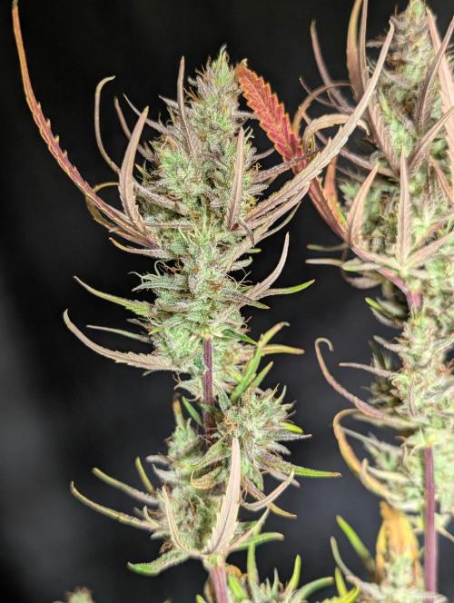 Chemical Candy Auto x3. Week 11