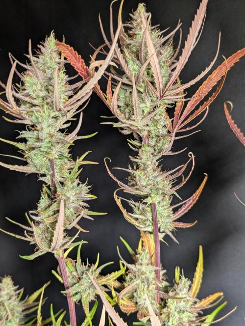 Chemical Candy Auto x3. Week 11