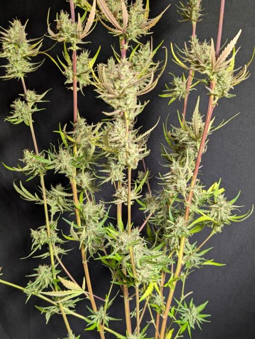 Chemical Candy Auto x3. Week 11