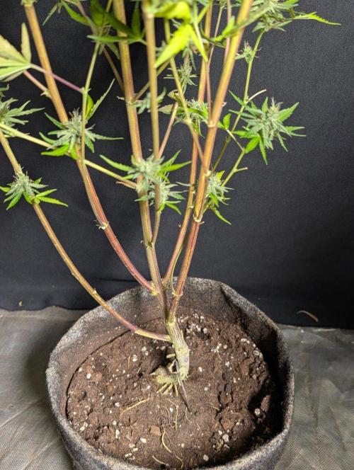 Chemical Candy Auto x3. Week 11