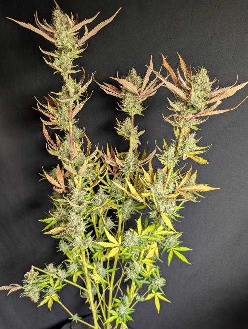 Chemical Candy Auto x3. Week 11 - 1