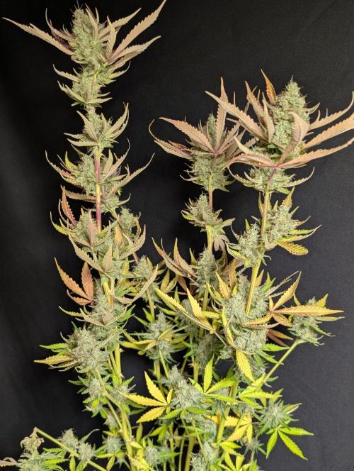Chemical Candy Auto x3. Week 11