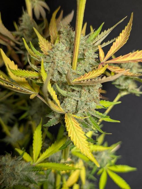 Chemical Candy Auto x3. Week 11