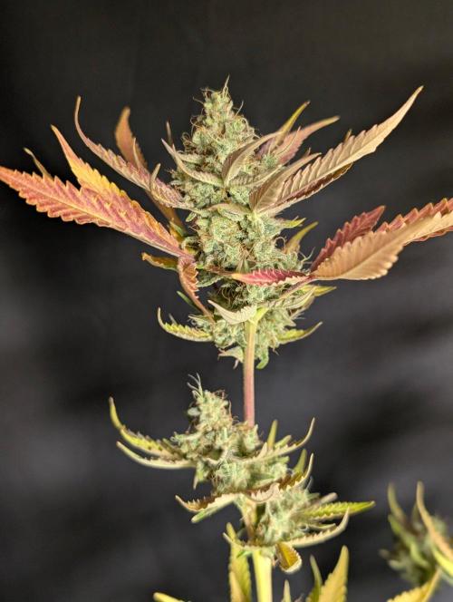 Chemical Candy Auto x3. Week 11