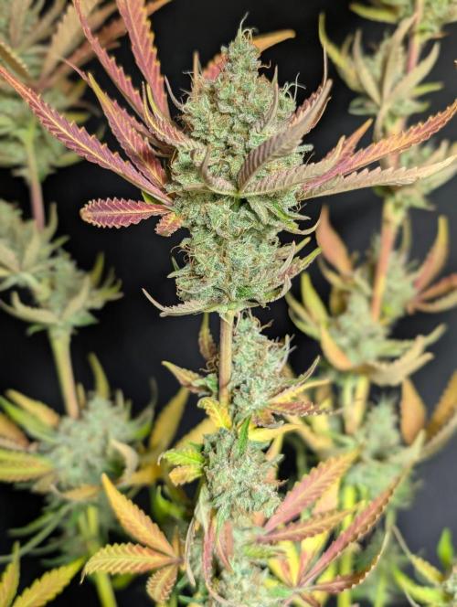 Chemical Candy Auto x3. Week 11
