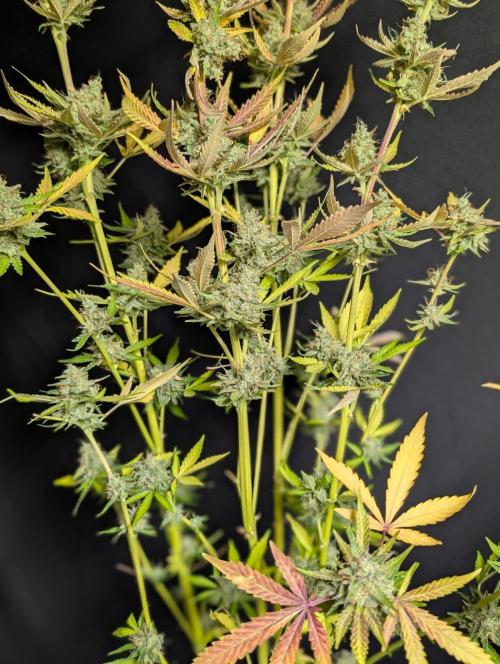 Chemical Candy Auto x3. Week 11