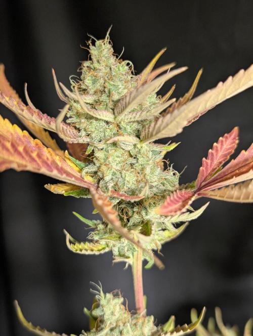 Chemical Candy Auto x3. Week 11