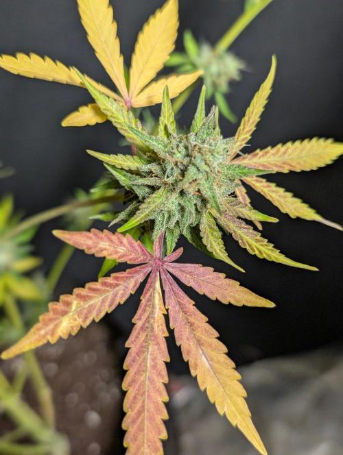Chemical Candy Auto x3. Week 11