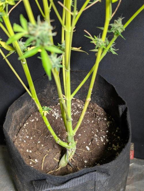 Chemical Candy Auto x3. Week 11
