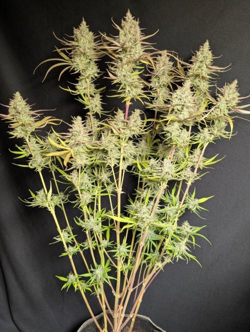 Chemical Candy Auto x3. Week 11 - 2