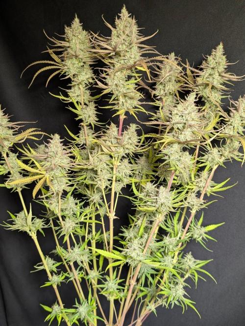 Chemical Candy Auto x3. Week 11