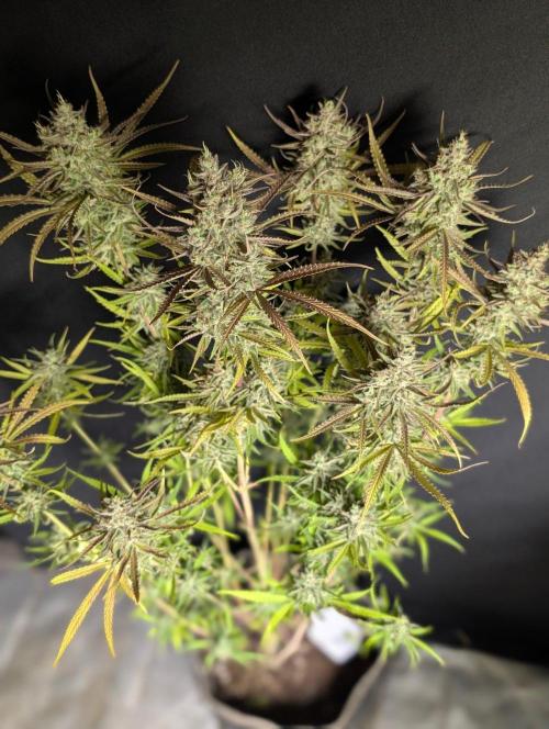 Chemical Candy Auto x3. Week 11