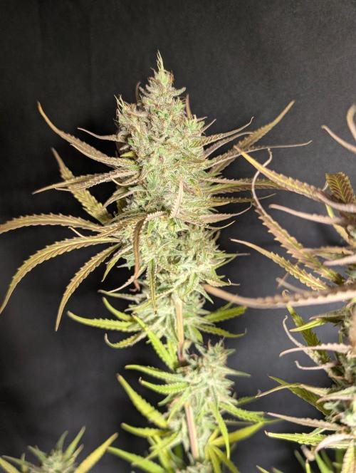 Chemical Candy Auto x3. Week 11