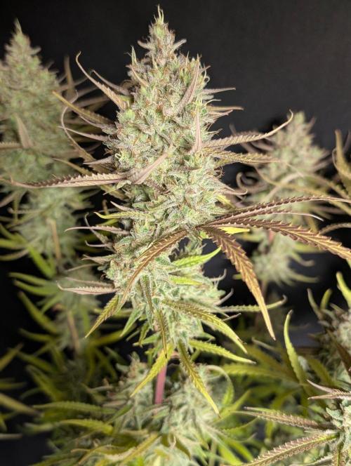 Chemical Candy Auto x3. Week 11