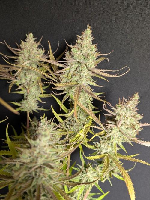Chemical Candy Auto x3. Week 11