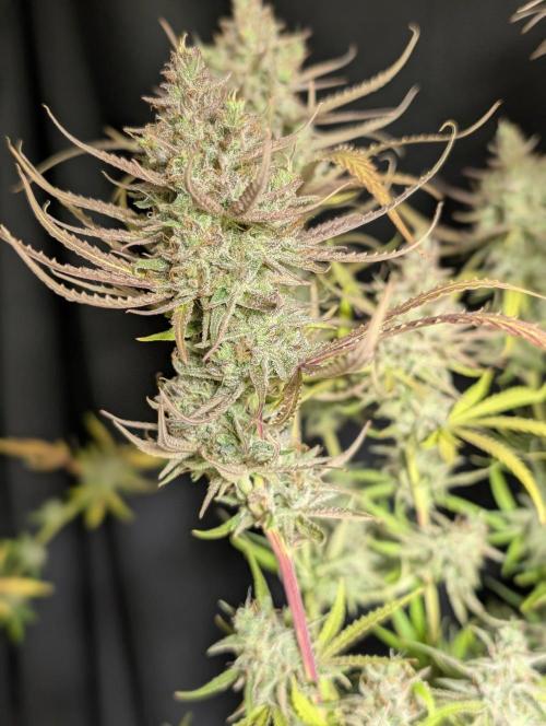 Chemical Candy Auto x3. Week 11