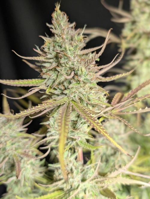 Chemical Candy Auto x3. Week 11
