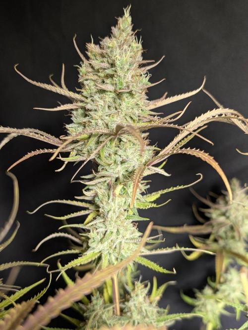 Chemical Candy Auto x3. Week 11