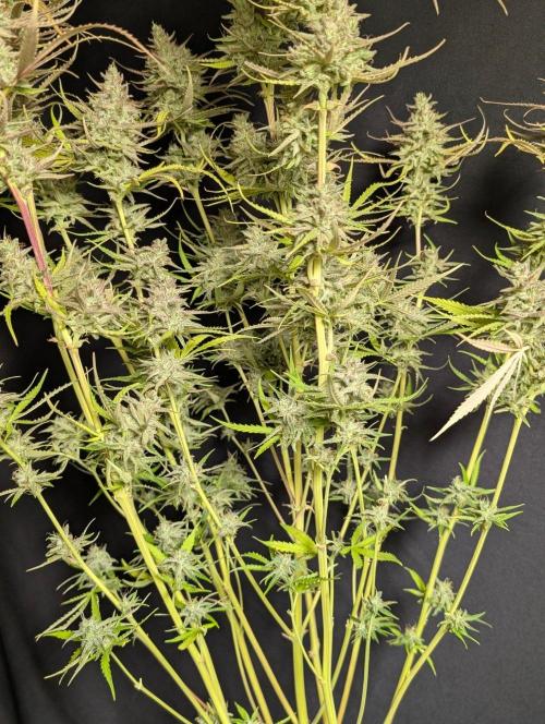 Chemical Candy Auto x3. Week 11