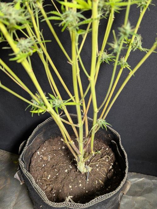 Chemical Candy Auto x3. Week 11