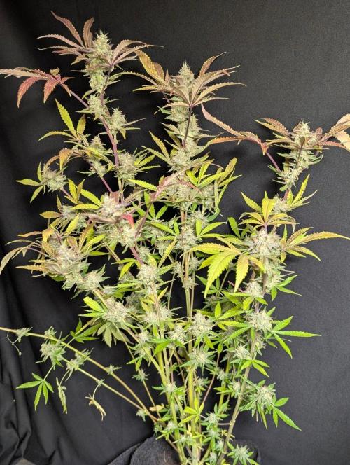 Chemical Candy Auto x3. Week 11 - 3