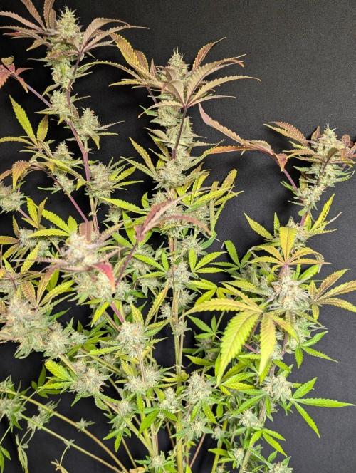 Chemical Candy Auto x3. Week 11