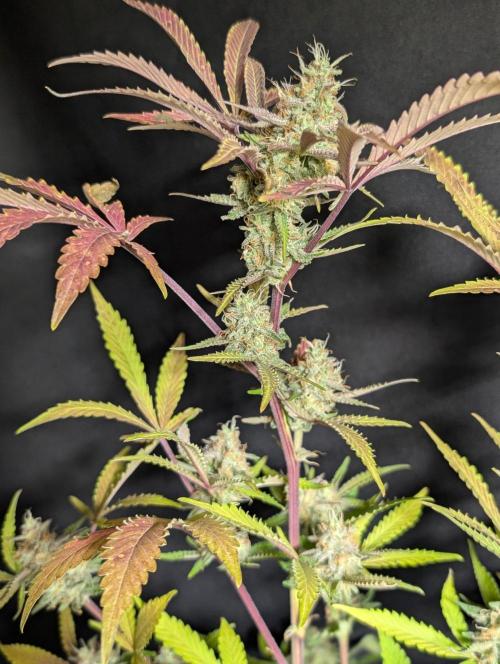 Chemical Candy Auto x3. Week 11