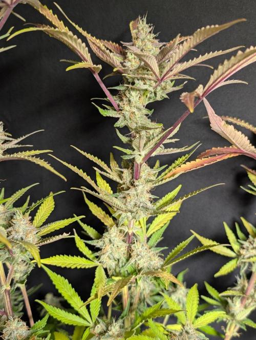 Chemical Candy Auto x3. Week 11