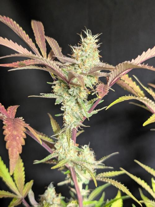 Chemical Candy Auto x3. Week 11
