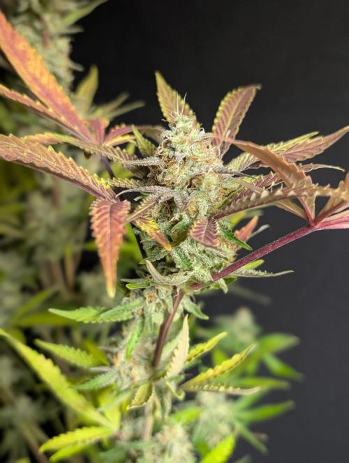 Chemical Candy Auto x3. Week 11