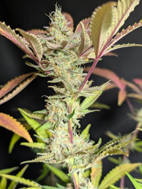 Chemical Candy Auto x3. Week 11