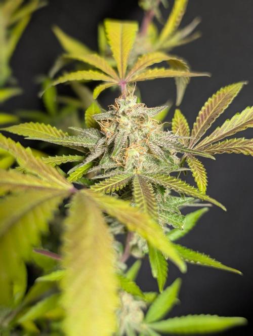 Chemical Candy Auto x3. Week 11